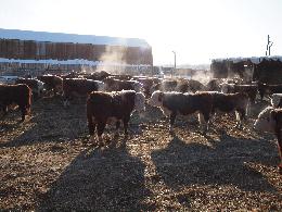 Минсельхоз России: производство на убой в живом весе специализированного мясного и помесного крупного рогатого скота во всех категориях хозяйств увеличилось на 65,8 тыс. тонн